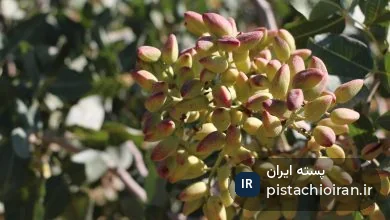گزارش وضعیت پسته ایران در فروردین 1403